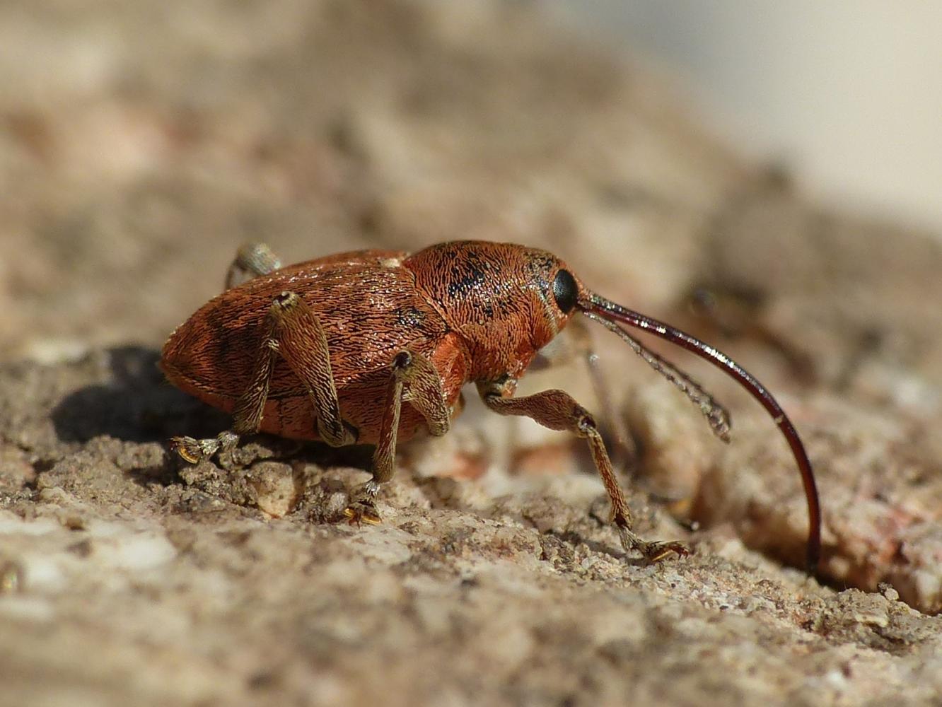 Curculio glandium